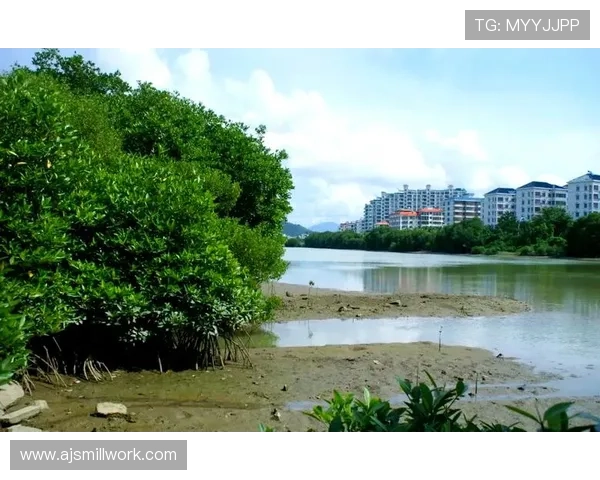 红树林娱乐:结合生态保护与娱乐休闲的创新项目,打造绿色旅游新热点